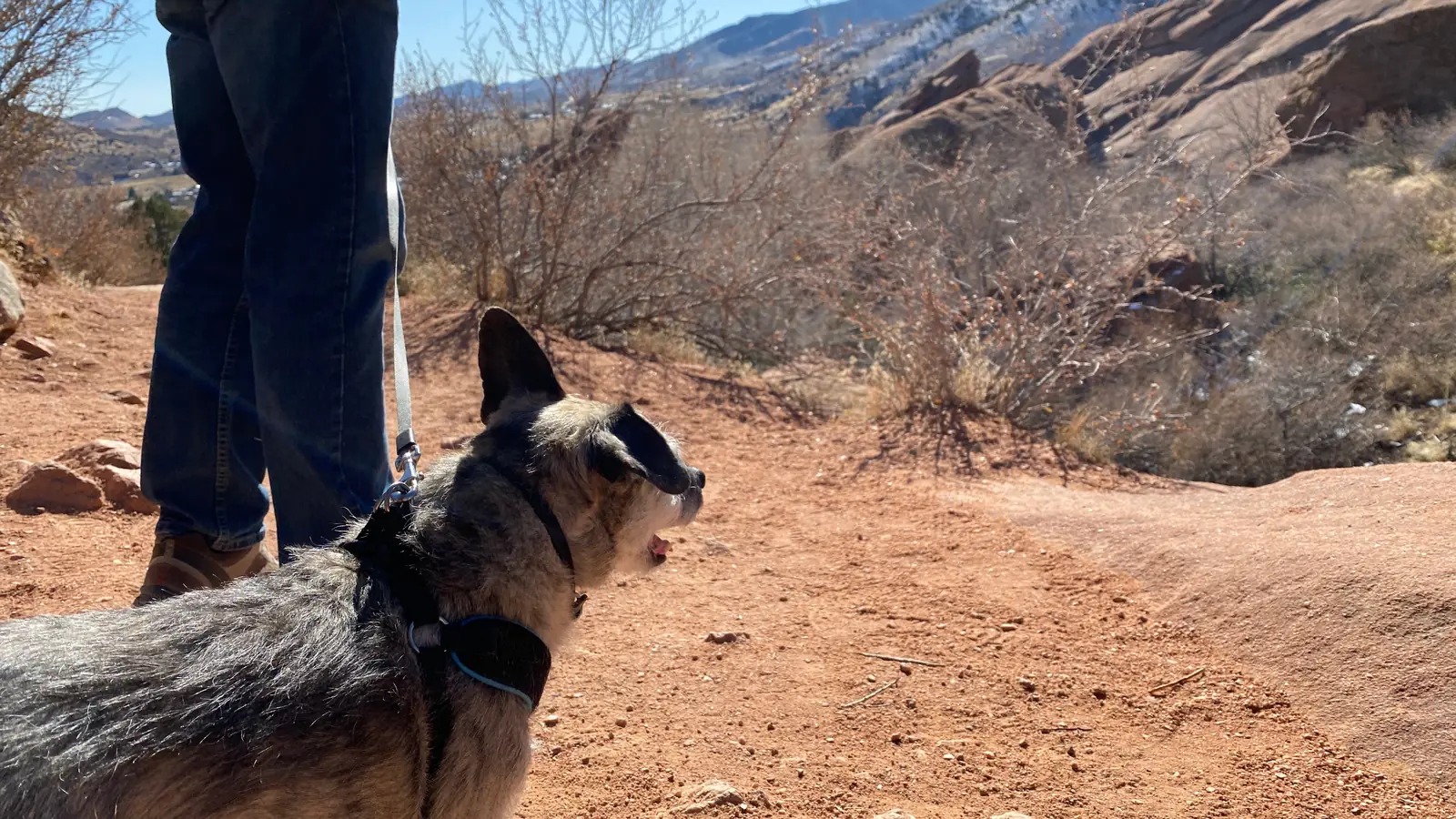 Leashed dog at Red Rocks Park in Morrison, Colorado