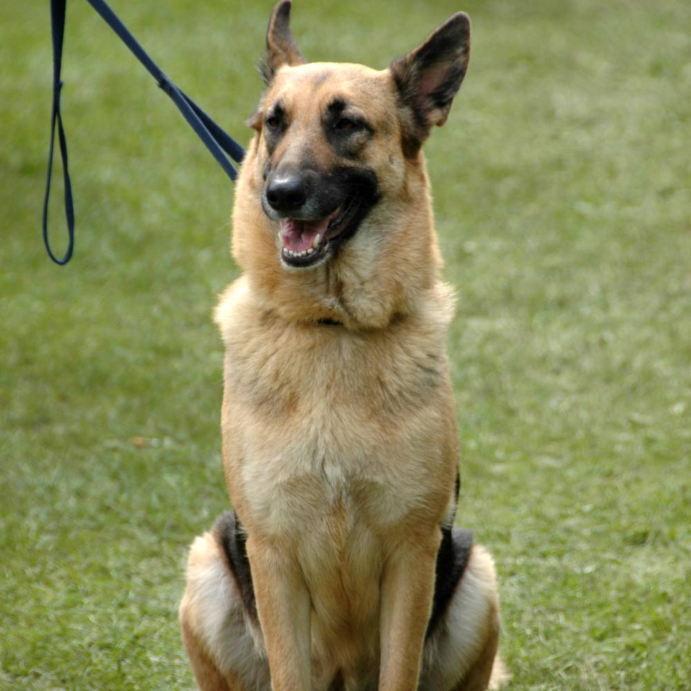German Shepherd sitting on a leash (illustrative)